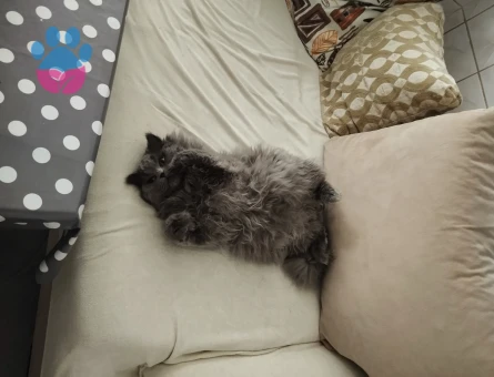 Oğlum Smoky'e eş arıyorum