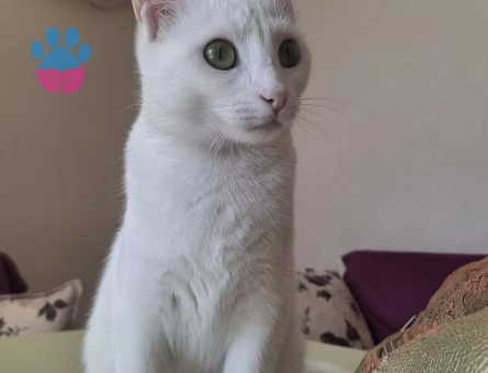 Kızıma eş arıyorum