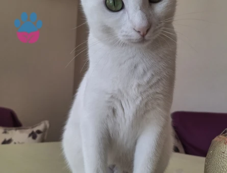 Kızıma eş arıyorum