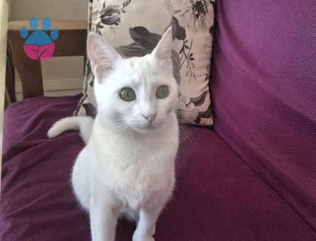 Kızıma eş arıyorum