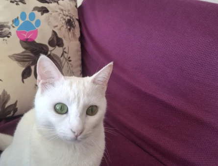 Kızıma eş arıyorum