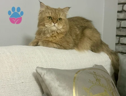 Oğlumuza eş aramaktayız