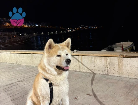 Erkek Akitama Es Ariyorum