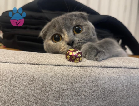 Scottish Fold