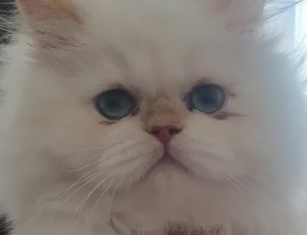 British Longhair 1 Yaşında Kedim Eş Arıyor - 118984348
