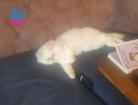 British Longhair 1 Yaşında Kedim Eş Arıyor
