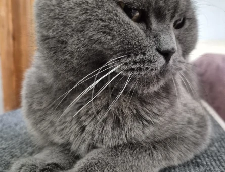 British Shorthair 1 Yaşında Dişi Kızgınlıkta - 118984349