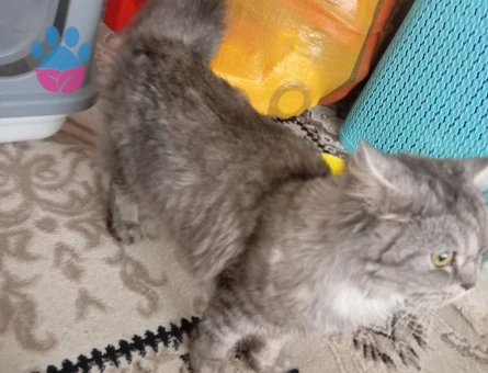 4 Yaşındaki British Longhair Kedim Eş Arıyor