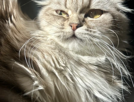 Scottish fold longhair kızıma eş arıyorum - 118984351