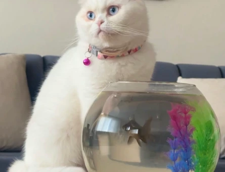 Scottish Fold 1 Yaşında Kedim Eş Arıyor - 118984353