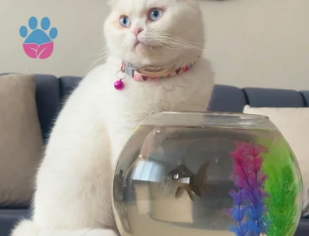 Scottish Fold 1 Yaşında Kedim Eş Arıyor