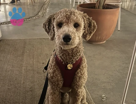 Standart Poddle oğluma eş arıyorum