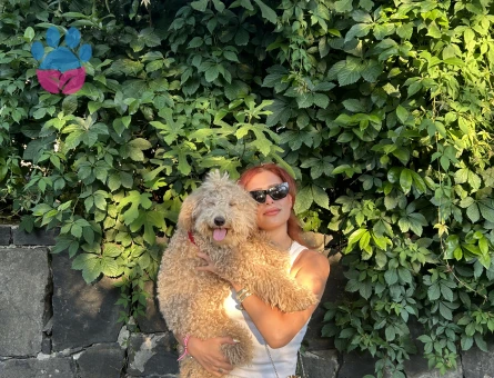 Standart Poddle oğluma eş arıyorum