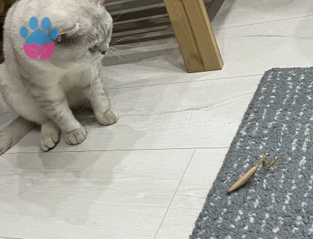 1,5 Yaşında Scotish Kedimize Eş Arıyoruz