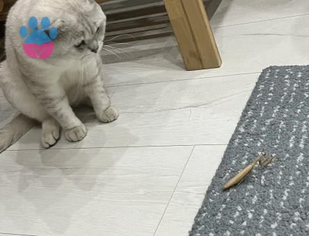 1,5 Yaşında Scotish Kedimize Eş Arıyoruz