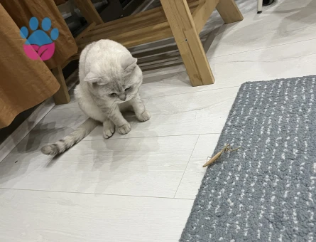 1,5 Yaşında Scotish Kedimize Eş Arıyoruz