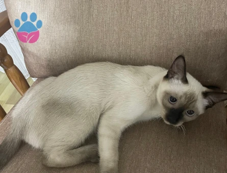 5 aylık siyam erkek kedi