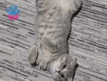 Scottish Fold Shorthair kızıma eş arıyorum