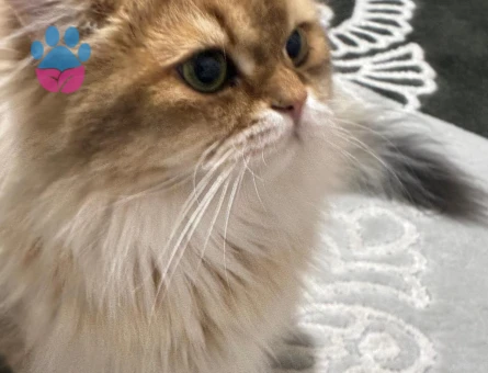 British longhair 1 Yaşında Eş Arıyor