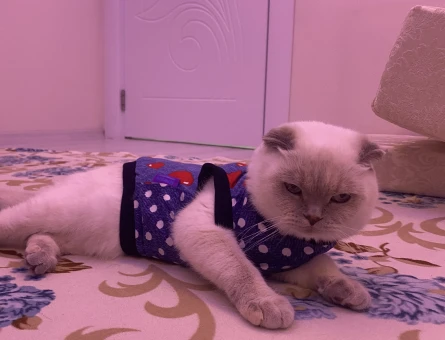Scottish Fold 3 Yaşında Dişi Kızgınlıkta - 118984674