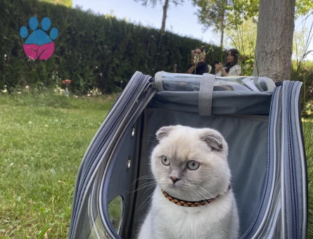 Scottish Fold 3 Yaşında Dişi Kızgınlıkta