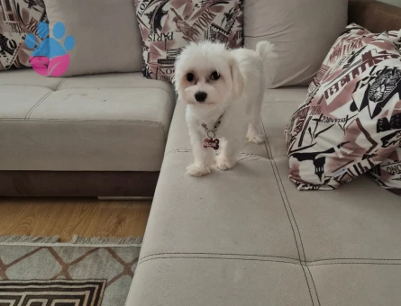 Oğlum Oscar için eş arıyorum türü maltese terrier