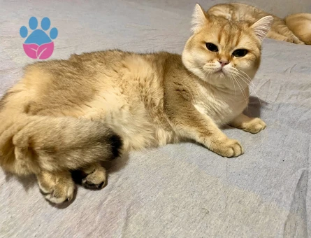 Golden yakışıklıya dişi arıyoruz