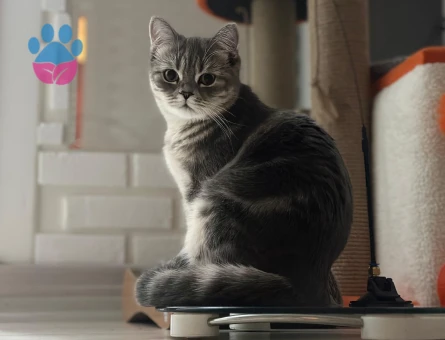 Kızımıza eş ariyoruz