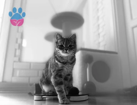 Kızımıza eş ariyoruz