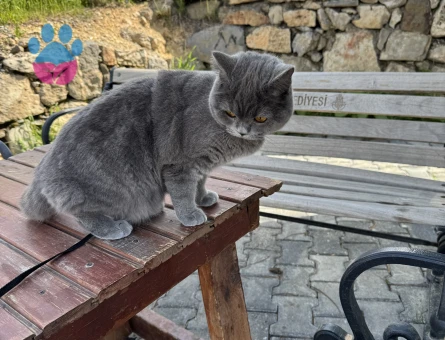 Oğlumuza eş arıyoruz