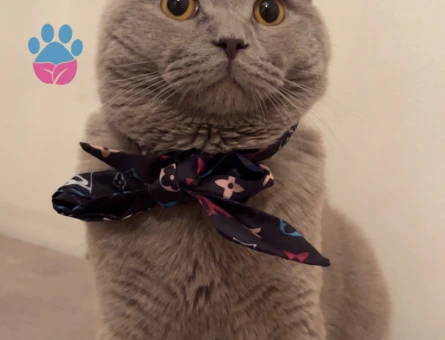 1 yaşında erkek british kedi aşıları tam