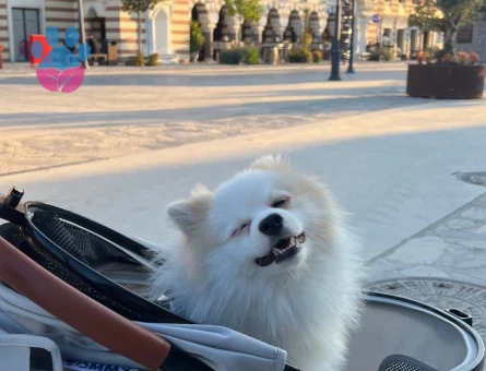 tilki suratlımıza dişi arıyoruz