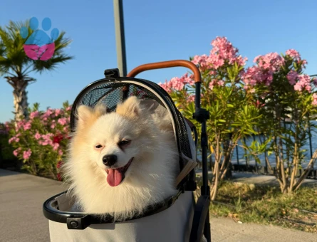 tilki suratlımıza dişi arıyoruz