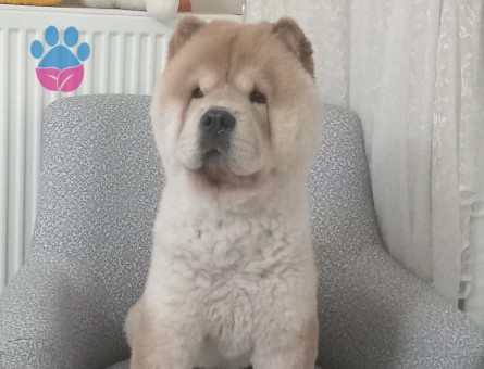 ÇOV ÇOV ERKEK ÇOCUĞUMUZA EŞ ARİYORUM