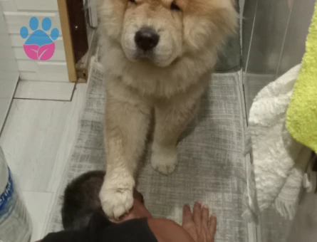 ÇOV ÇOV ERKEK ÇOCUĞUMUZA EŞ ARİYORUM