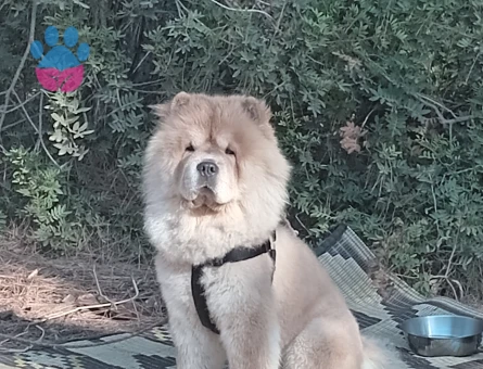 ÇOV ÇOV ERKEK ÇOCUĞUMUZA EŞ ARİYORUM