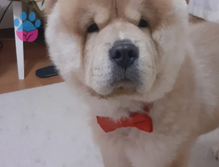 ÇOV ÇOV ERKEK ÇOCUĞUMUZA EŞ ARİYORUM