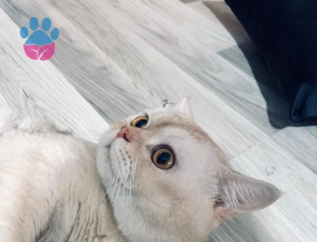 Oğlumuza dişi adayları bekliyoruz.