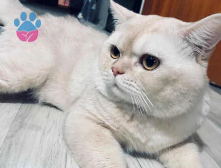 Oğlumuza dişi adayları bekliyoruz.