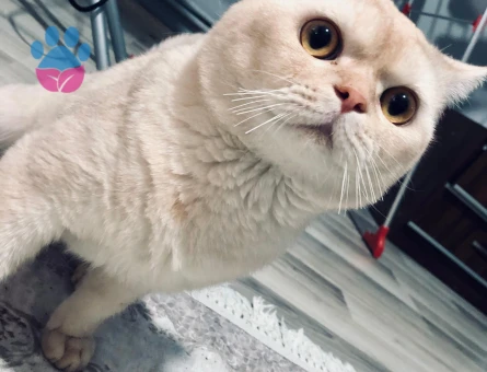 Oğlumuza dişi adayları bekliyoruz.