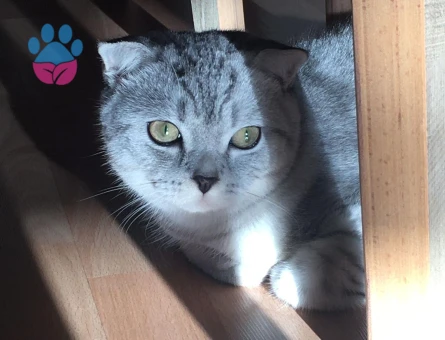 scotish erkek kedim kizginlik doneminde es ariyoruz