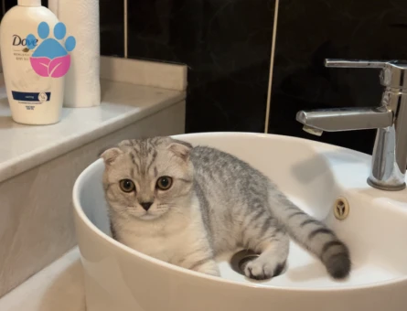 scotish erkek kedim kizginlik doneminde es ariyoruz