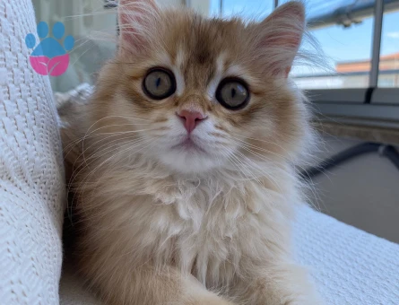 British longhair cins kedime eş arıyorum