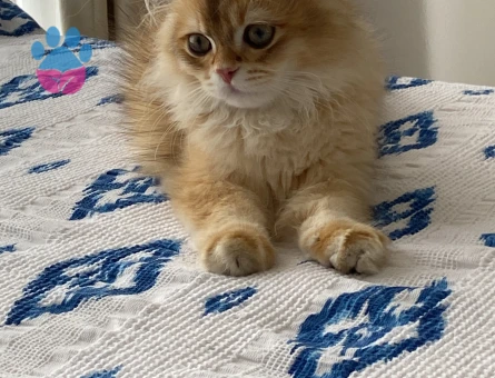 British longhair cins kedime eş arıyorum