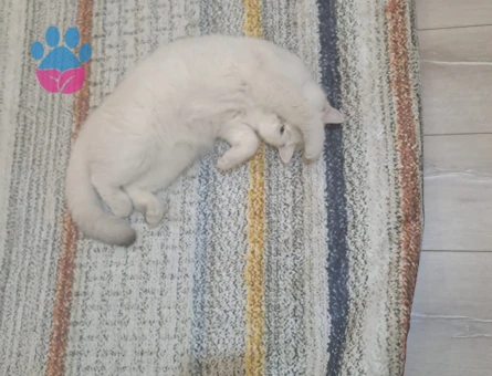 British Longhair Kızımıza eş arıyoruz