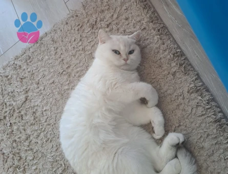 British Longhair Kızımıza eş arıyoruz