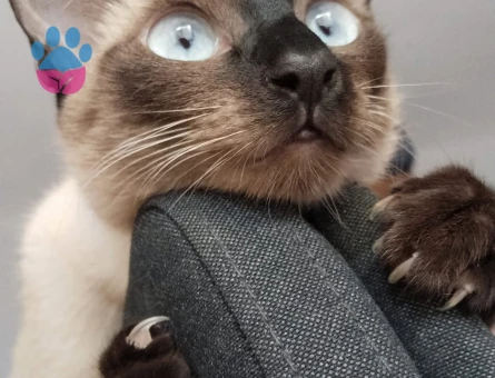 Dişi Siyam Kedimize Eş Arıyoruz