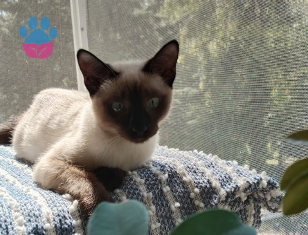 Dişi Siyam Kedimize Eş Arıyoruz