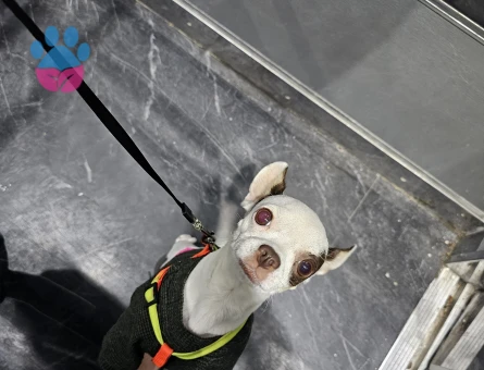 3 Yaşındaki Chihuahua kızıma eş arıyorum