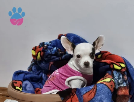 3 Yaşındaki Chihuahua kızıma eş arıyorum